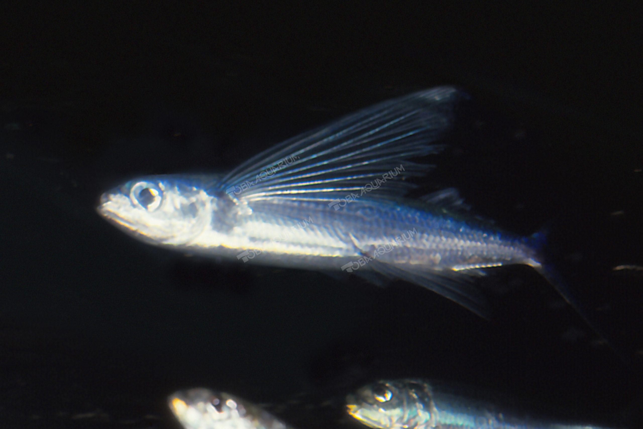 トビウオ - 生きもの図鑑 鳥羽水族館